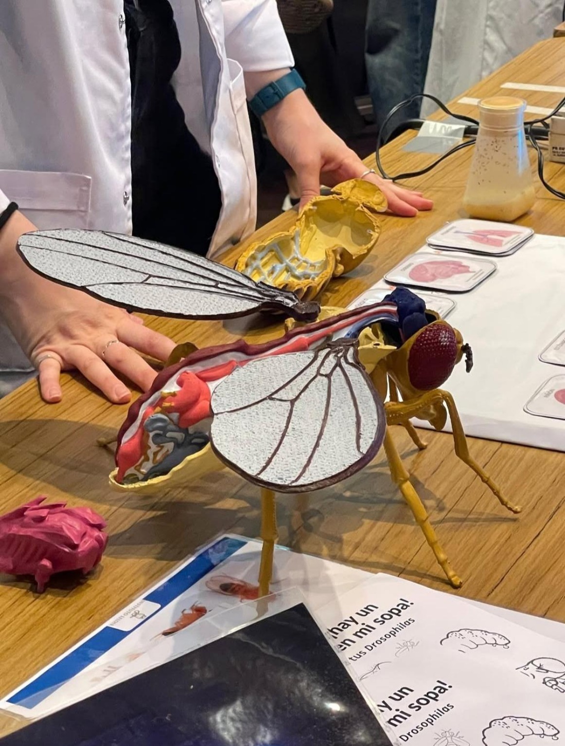 Maqueta de mosca usada durante una actividad de laboratorio